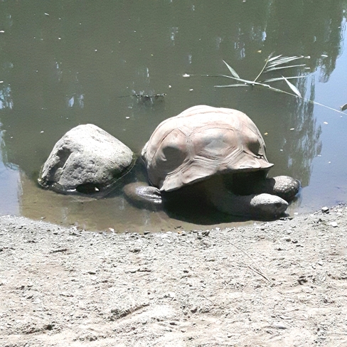 Une tortue au repos. Drummondville, QC