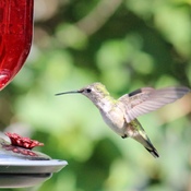 Abreuvoir a colibris