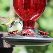 Abreuvoir a colibris