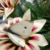 Papillon blanc d&#39;automne