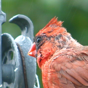 un beau male cardinal mouillÃ©