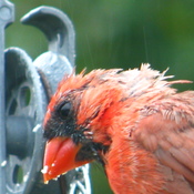 un beau male cardinal mouillÃ©