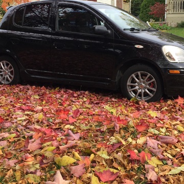 Quel beau tapis de feuilles!