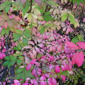 Coloris de feuilles