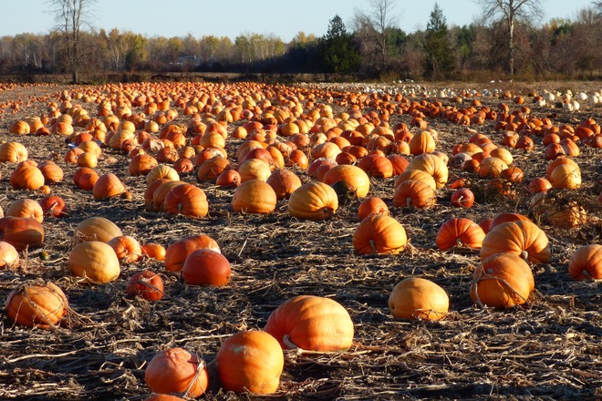 Pumpkin patch Richmond, ON