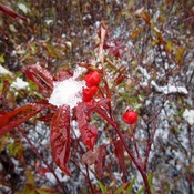 Snow covered wild rose hips