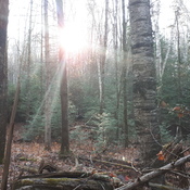 lever de soleil dans le bois