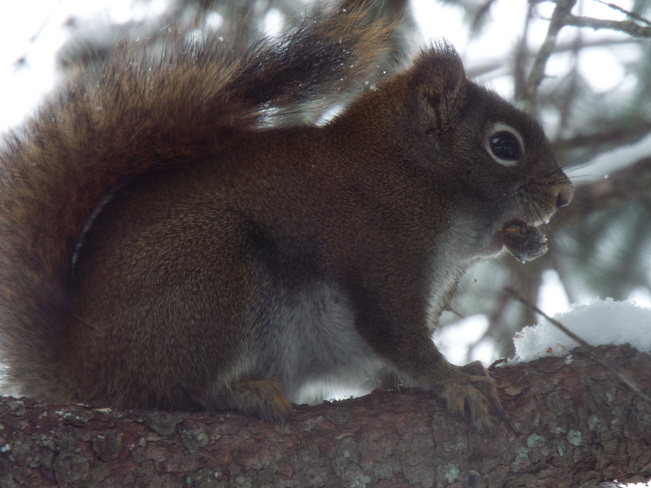 red squirrel enjoying an acorn thunderbay ont