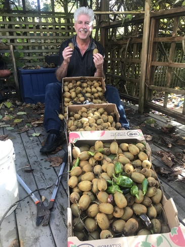 Kiwi picking time in Vancouver Vancouver, BC
