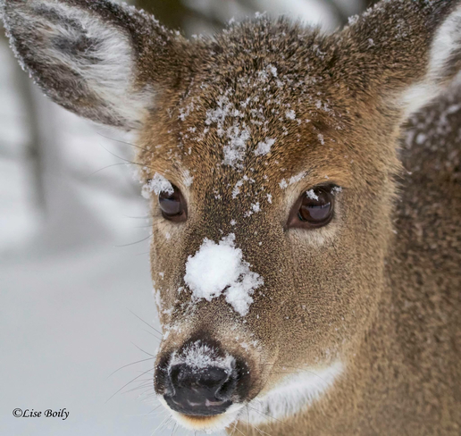 Deer playing in the snow. Montebello, Quebec, CA