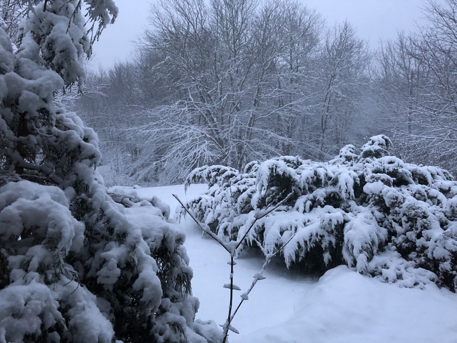 Snow day Jordan Branch, Nova Scotia, CA