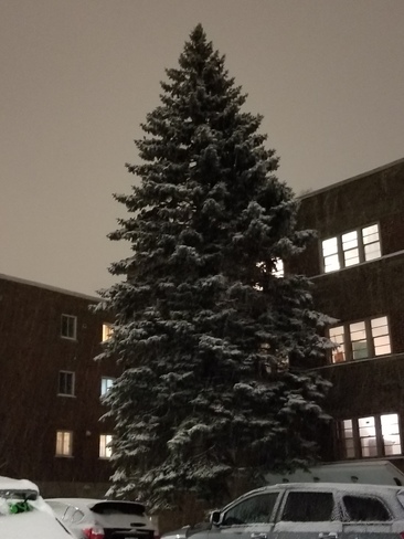Huge Christmas Tree Montréal, QC