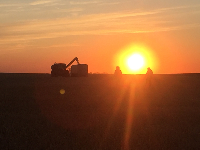 Harvest sunset Francis, Saskatchewan, CA
