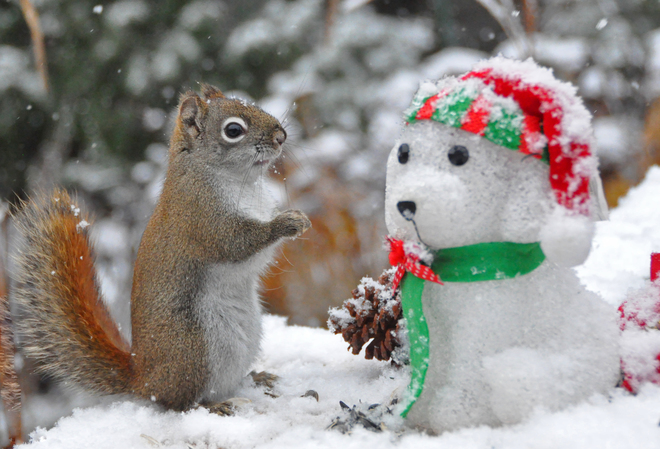 Red squirrel admires his snowman. Toronto, ON