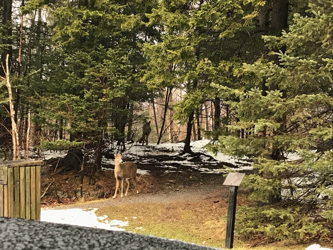 The deer of Rockwood Park Saint John, New Brunswick | E2M 2Y9