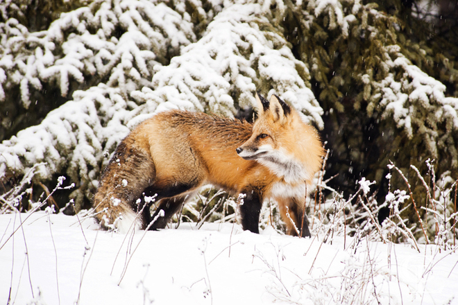 Red Fox in Snow 02 Thunder Bay, Ontario