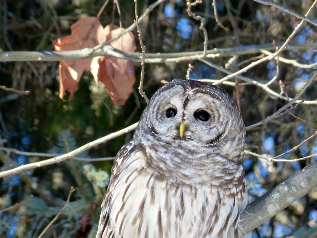 Barred Owl Fletcher's Gardens, Ottawa, On
