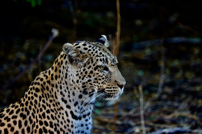 Leopard portrait Maun, Botswana