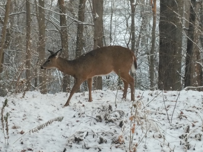 Deer at backyard Toronto, Ontario