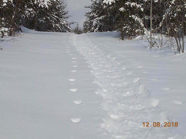 Snowshoeing Uphill Kenabeek