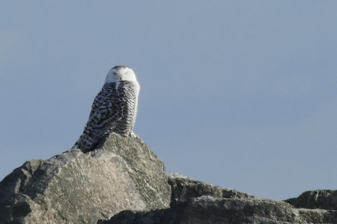 Snowy owls return to Bronte harbour. Oakville, ON