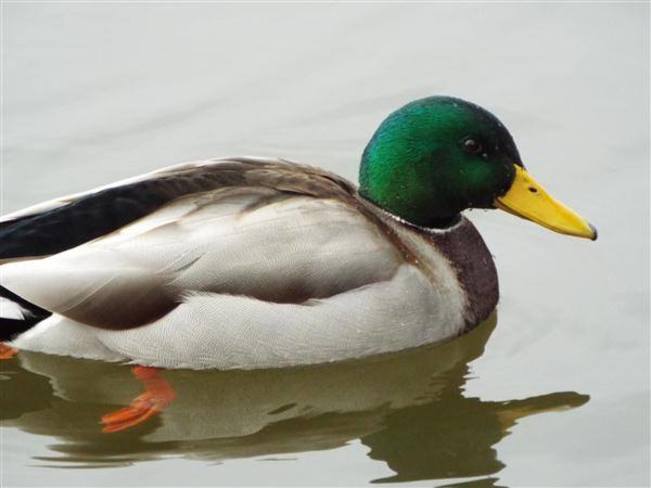 Mallard Duck Ottawa Ontario