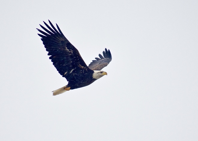 bald eagle in flight big Rideau lake