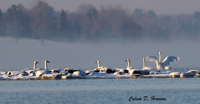Seven Swans a Swimming Ingleside, Ontario