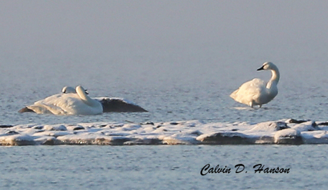 Wild Swans Ingleside, Ontario