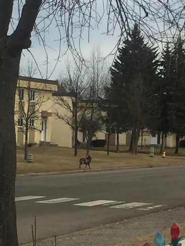 Spotted Strange animal on 1st Ave in Prince George around 12 noon today Prince George, British Columbia, CA