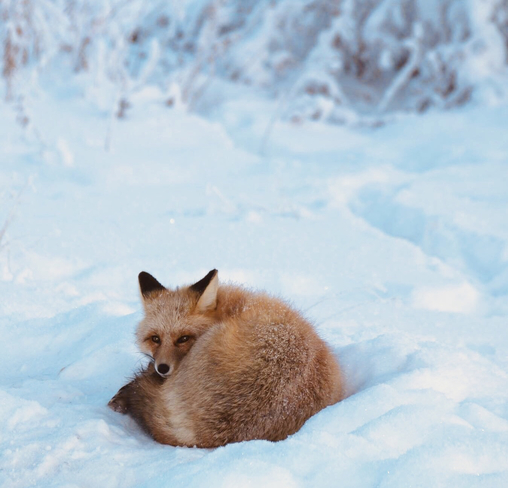 Red fox Yellowknife, Northwest Territories, CA