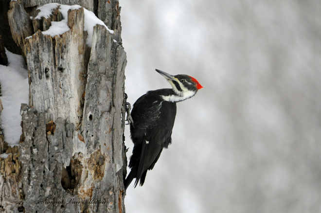 Pileated Woodpecker Port Sydney, Huntsville, ON