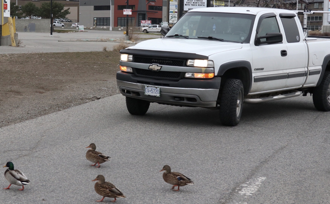 Ducks hold up traffic West Kelowna, British Columbia, CA