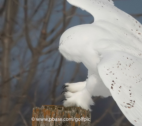 Snowy Owl landing Ottawa, ON