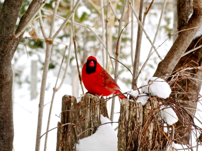 Cardinal en hiver! Boucherville, QC