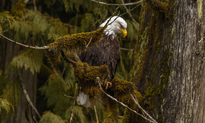 Mature Bald Eagle Chilliwack, BC