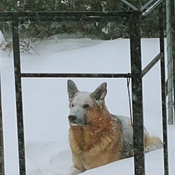 Mon gros loup dans la neige ðŸ˜