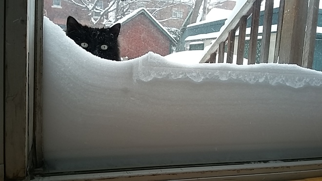 Panther wanting in ... now, please. Ottawa, ON