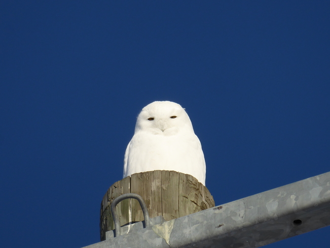Male Snowy Owl Sault Ste. Marie, ON