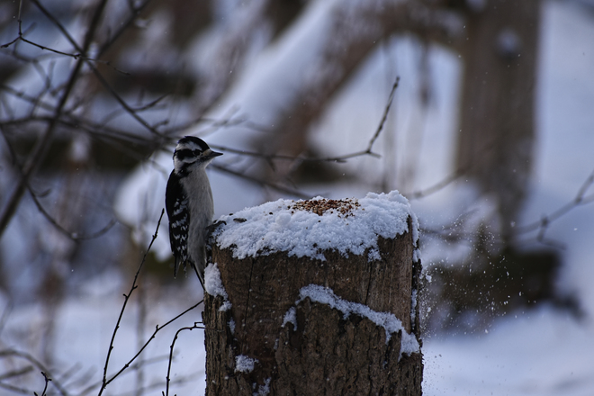 Hairy Woodpecker Goderich, ON