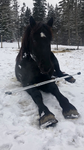 â€kingâ€the yearling stallion wasnâ€™t givin me back my crutch lol Salt Springs, Nova Scotia, CA