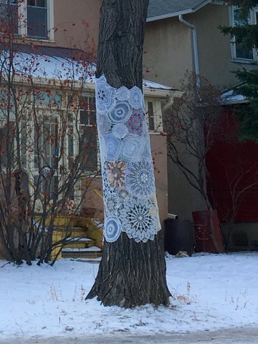 Tree bombing with doilies! 2305 Halifax St, Regina, SK S4P 1V5, Canada