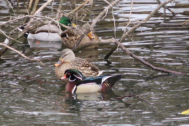 Ducks in Springbank Park, London, Ontario London, Ontario