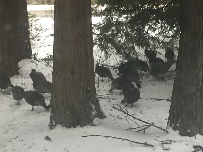 27 wild turkeys flock before roosting. Procter, British Columbia, CA