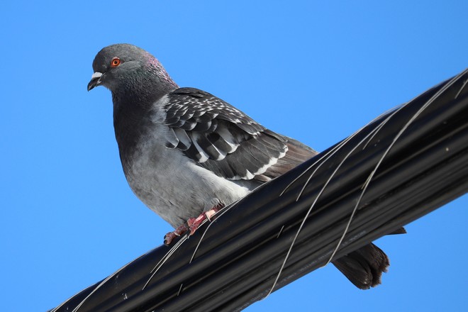 Pigeon Gatineau, QC