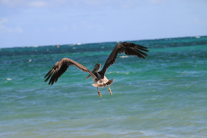 Oiseaux Punta Cana, République dominicaine