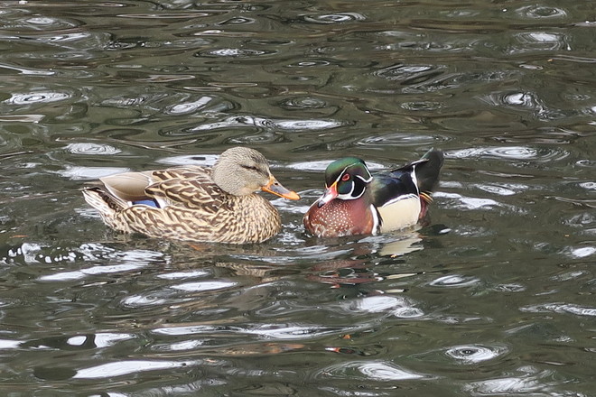 Ducks at Springbank Park London, Ontario