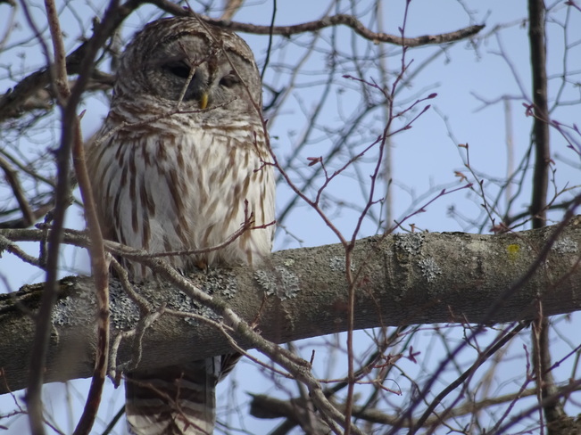 Barred Owls Kingston, ON