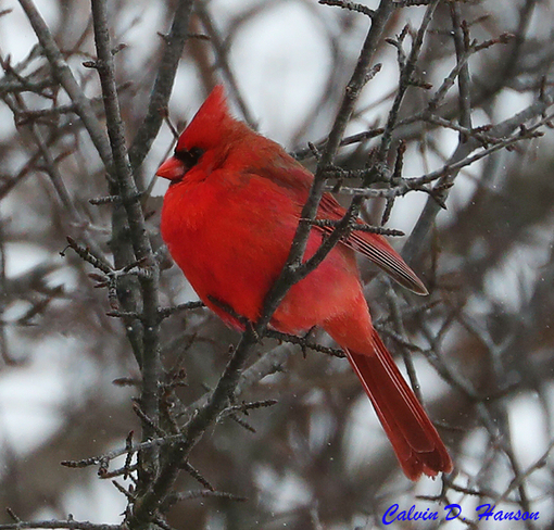 Northern Cardinal Ingleside, ON