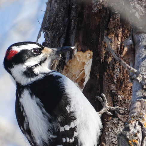 hairy woodpecker Alberta Beach, AB